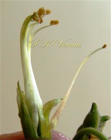  Stamens